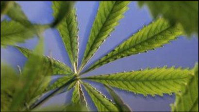 Marijuana