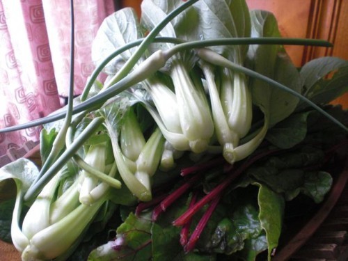 GardenHavestJune16