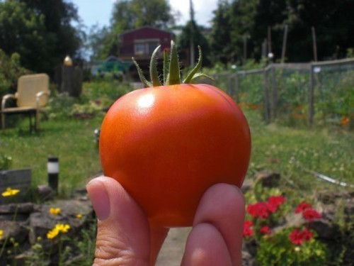 FirstTomato2010