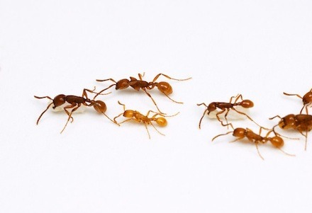 marching ants