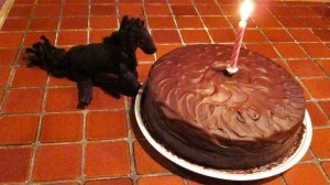 Pooka Birthday Cake2