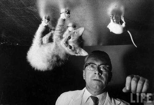 Kitten. Magnet. Rat. Magnet. SCIENCE!