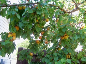 Lots of fruit