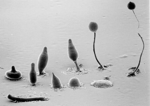 dictyostelium.jpg
