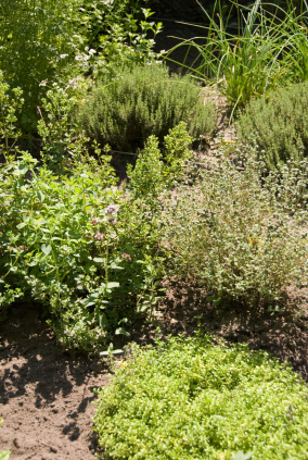 Herb Garden