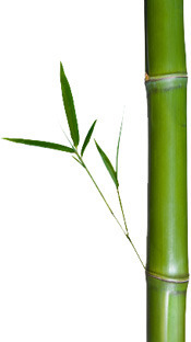 Bamboo_leaf