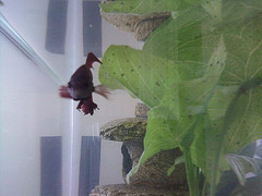 happyfish