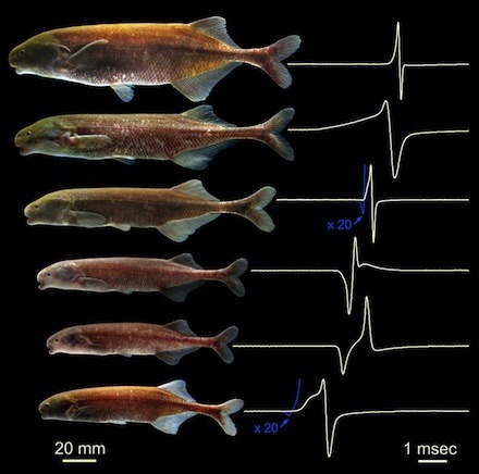 Electric_Fish_Low_Res_for_Web440