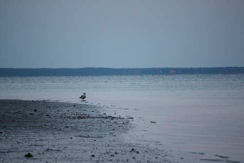 Seagull