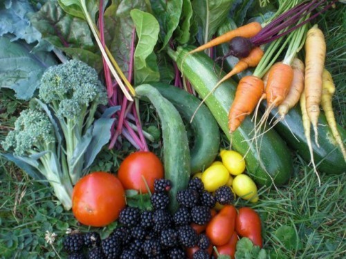 gardenHarvestJuly27