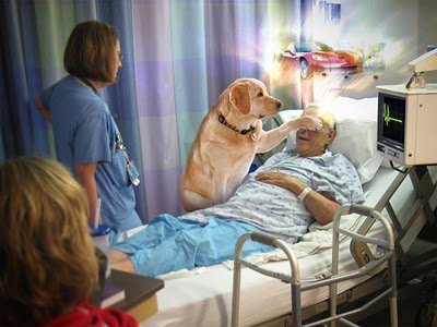Dog with Dying Man