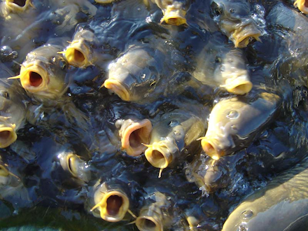 gasping fish440