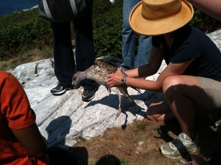 Gullbanding