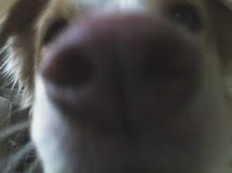 Dog Nose