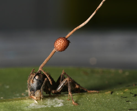 cordyceps440