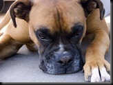 dog tired