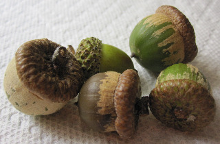 acorns.jpg