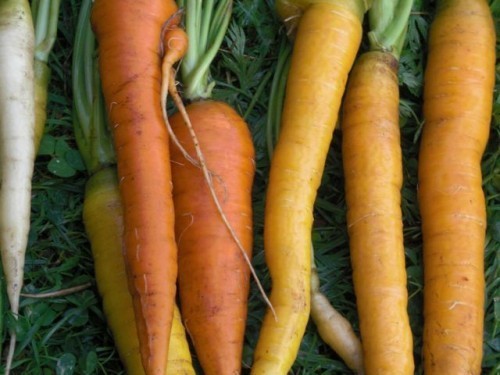 carrots