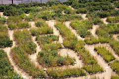Lost in a Maze