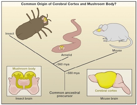 mushroom and brain