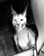 kio the talking cat