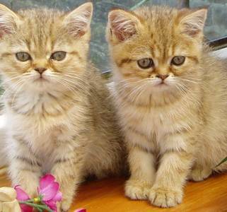 http://media.webpagesindia.net/pets/1553187951.jpg