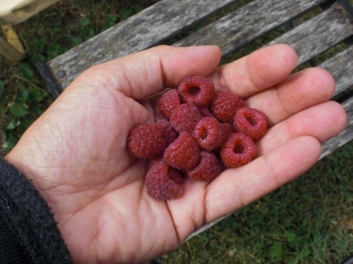 raspberries