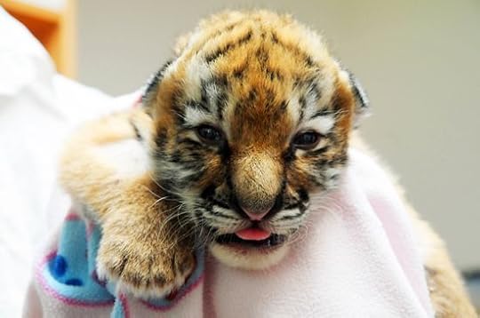 BabyTigerGettyImages