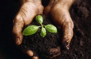 seedling