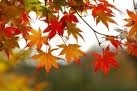 Autum leaves