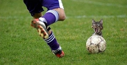 soccer cat