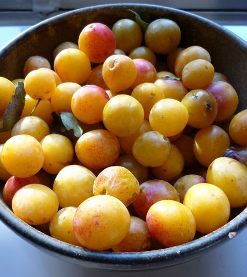 mirabelles