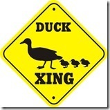 Duck_xing