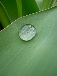 Dewdrop