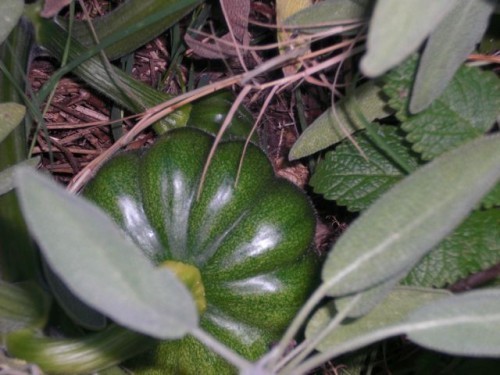 acornSquash2
