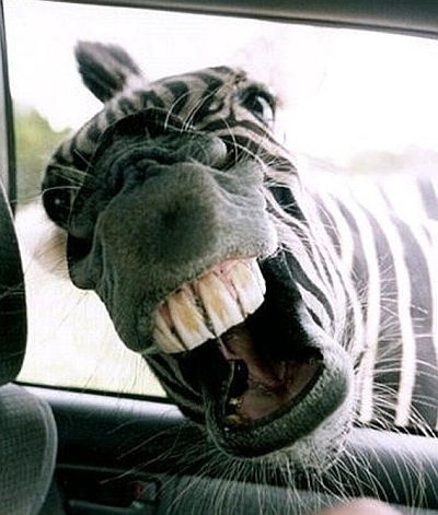 Zebra