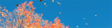 Leaves blowing away