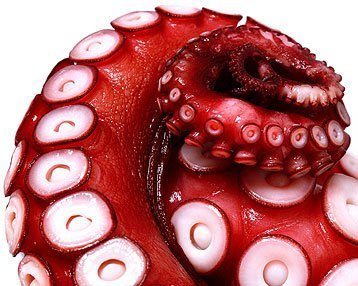 Octopus
