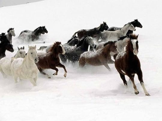 horses running in snow