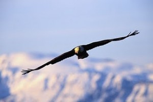 eagle