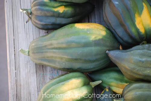 Acorn squash