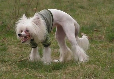 mad dog