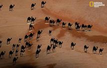 camel sm.jpg