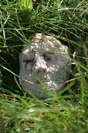 rock head