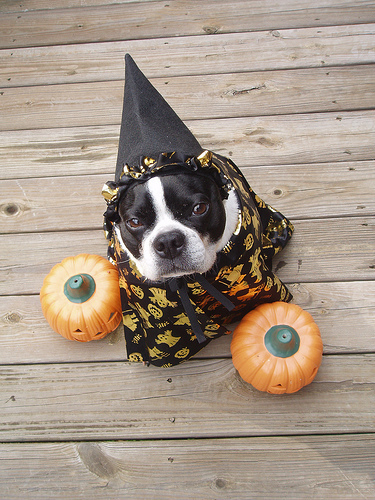 Halloween 2008