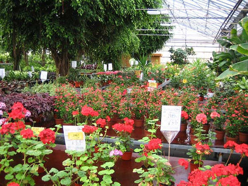 greenhouse