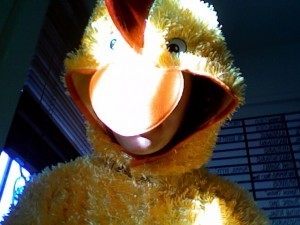 Chicken suit