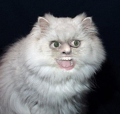 wrong cat