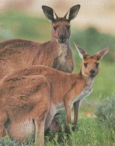 Kangaroos