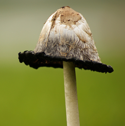Mushroom